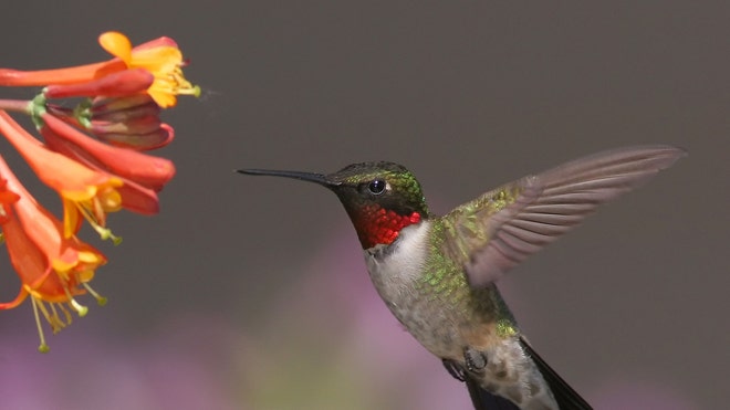 Hummingbird Migration.jpg